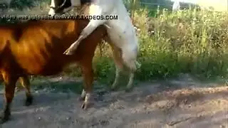 سكسي ماذا خليفة